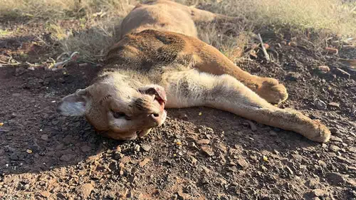 Moradores da região relatam que a presença desses felinos é comum