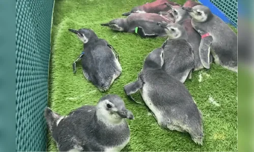 Centenas de pinguins já visitaram as praias do Paraná neste inverno