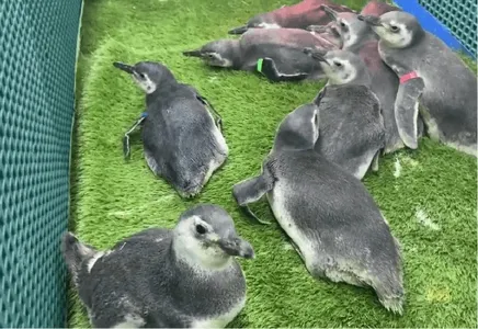 Na busca por alimentos e águas mais quentes, as aves marinhas acabam desviando da rota de migração e param nas praias do estado paranaense, ficando encalhadas.
