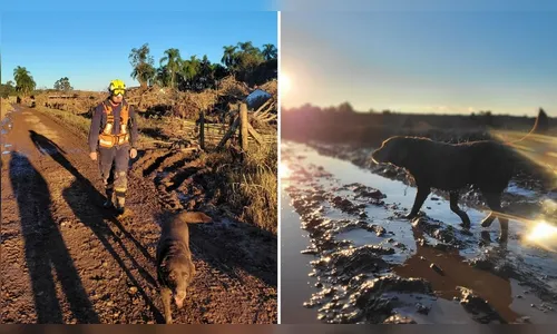 Vídeo mostra adeus emocionante a cão que atuou nas enchentes do RS