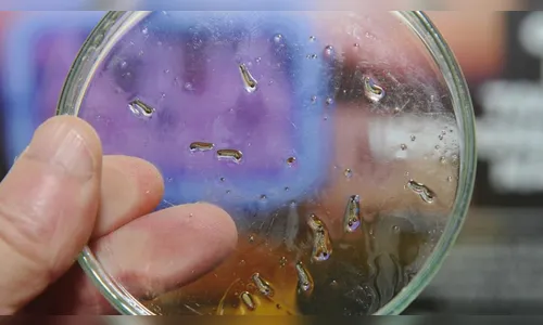 Arapongas registra 1.367 casos de dengue e sete de Chikungunya