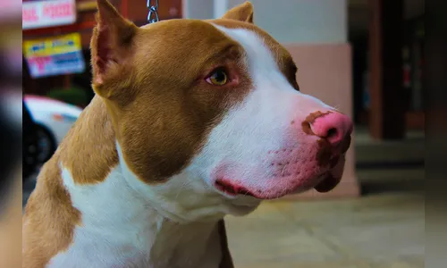 Criança de 2 anos morre após ser atacada por pit bull adotado pela família