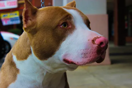 O cão é adulto e foi adotado há cerca de dois meses pela família