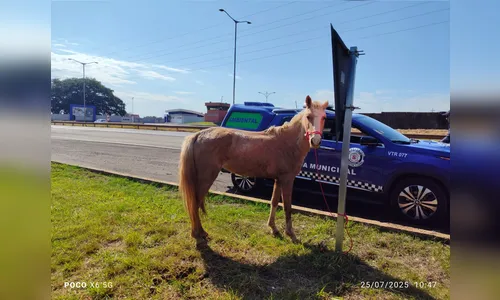 GM de Arapongas multa morador de Apucarana por cavalo solto na BR-369