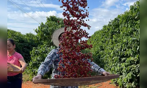 Cafeicultura deve movimentar R$ 93 milhões na região de Apucarana