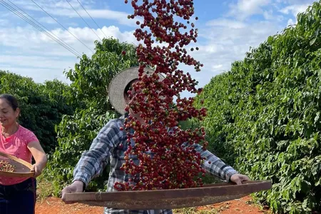 O clima colaborou com os trabalhos no campo e a colheita avança bem, com mais de 60% de área concluída