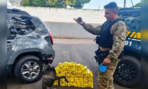 Cadela da Polícia Penal encontra 81 kg de maconha em carro no PR