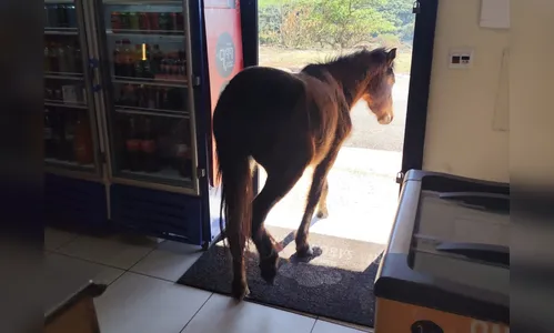 Veja: cavalo entra em padaria de Apucarana que vende morango do amor