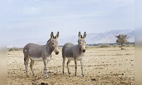Demanda da China por gelatina coloca jumentos em risco de extinção