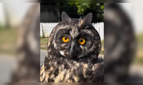 Coruja rara é resgatada após suspeita de acidente