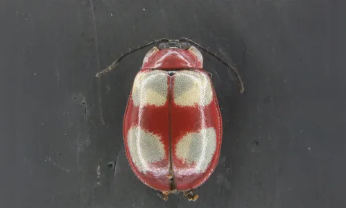 Pesquisadores da UEPG descobrem nova espécie de Besouro