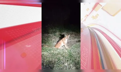 Polícia Militar resgata onça ferida às margens de rodovia no PR; veja