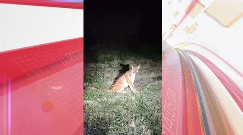 Onça ferida estava ferida na PR-323