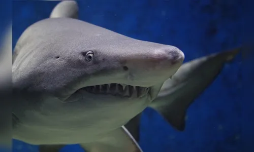 Homem joga esposa em mar com tubarões após briga por linha de pesca