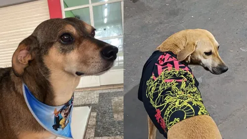 Pitoco (à esquerda) e Caramela foram vítimas de atropelamento em Jandaia do Sul