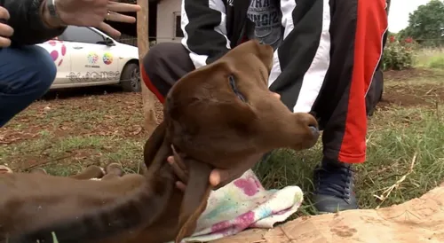 Por conta do peso da cabeça, com apenas três dias de vida, ainda não consegue ficar em p