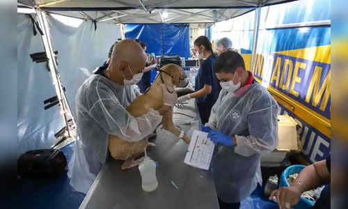Quatro cidades do Vale do Ivaí receberão 5º ciclo do CastraPet Paraná