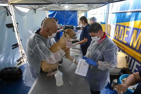 Programa Permanente de Esterilização de Cães e Gatos (CastraPet Paraná)