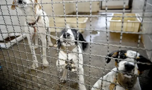 Testes em animais não poderão ser utilizados para cosméticos