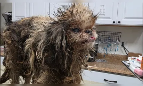 Idosa é achada morta e 115 cães são resgatados de sua casa nos EUA