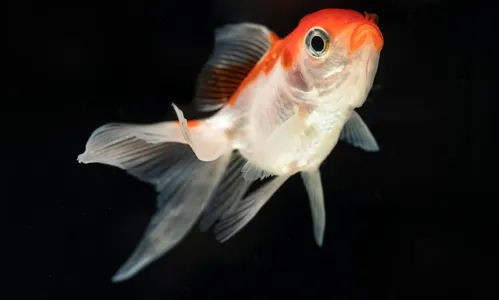 Homem engole peixe vivo em homenagem ao presidente Donald Trump