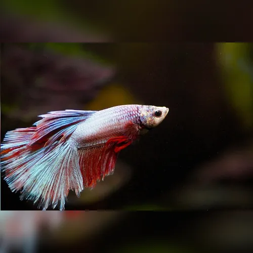 Homem engole peixe vivo em homenagem a Donald Trump
