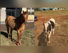 Arapongas procura informações sobre tutor de cavalo e bezerro