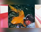 Tubarão laranja encontrado pela primeira vez surpreende cientistas