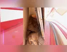 Sete cães em situação de abandono são resgatados em Arapongas