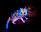 Marsupial que brilha no escuro é visto pela 1ª vez na Tasmânia