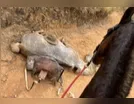 Crueldade