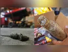Ação contra venda informal encontra ratos, baratas e comida vencida