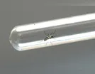 Arapongas tem 1.396 casos confirmados de dengue e sete de chikungunya