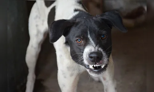Motociclista fica ferido após mordida de cachorro em Jardim Alegre