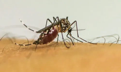 A campanha tem como objetivo prevenir a dengue antes do aumento na circulação do mosquito.