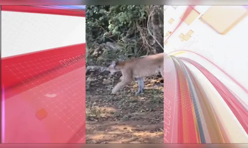 Onça-parda é filmada a poucos quilômetros do centro de Faxinal