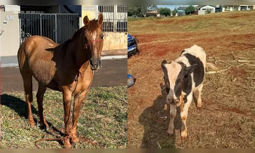 Arapongas procura informações sobre tutor de cavalo e bezerro