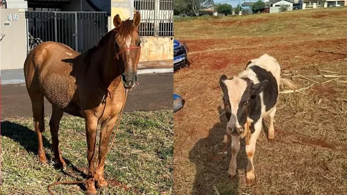 Animais foram encontrados em terreno público no Jardim San Rafael