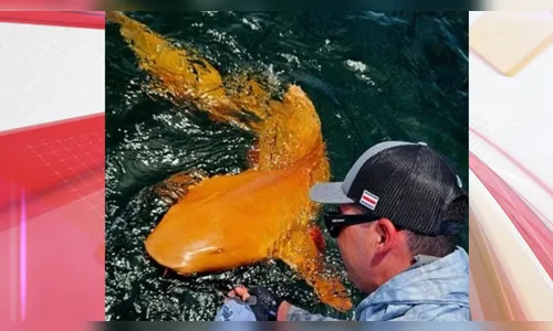 Tubarão laranja encontrado pela primeira vez surpreende cientistas