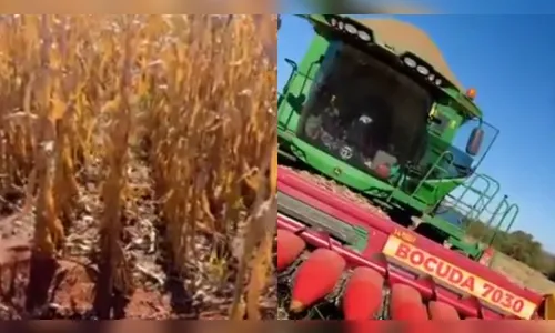 Enquanto colhiam com máquina, homens acham cadáver no meio da roça