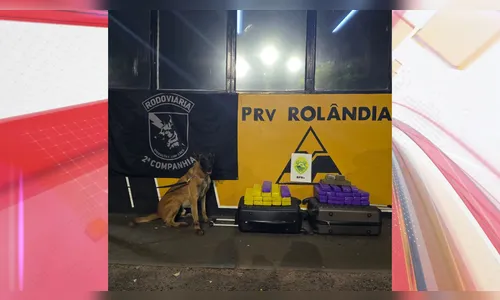 Cão farejador encontra 38 tabletes de maconha em ônibus no PR