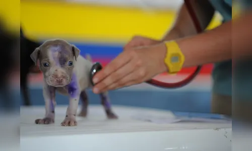 Prefeitura do Paraná abre PSS para veterinário nesta quarta (20)