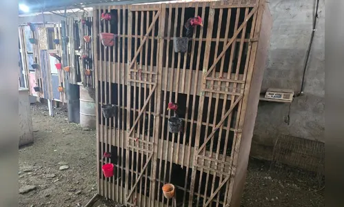 Polícia desmantela brigas de galo em várias cidades Paraná