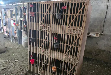 As operações foram motivadas por denúncias anônimas de maus-tratos a animais