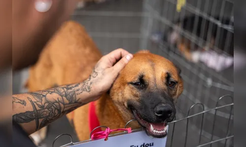 Projeto de lei dá desconto no IPTU para quem adotar pets no PR