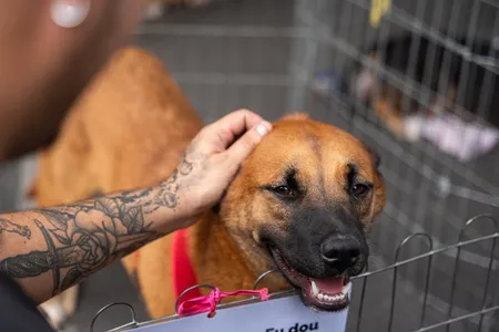 Batizado com o nome de Adote Curitiba, o programa pretende incentivar a adoção responsável de cães e gatos