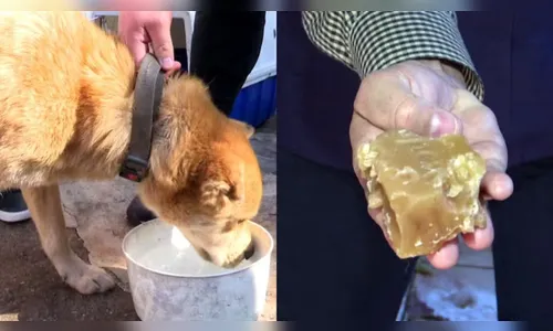 Cães abandonados em casa no PR comiam sabão para sobreviver