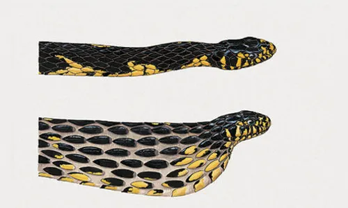 Vídeo: Família encontra cobra dentro de berço de bebê