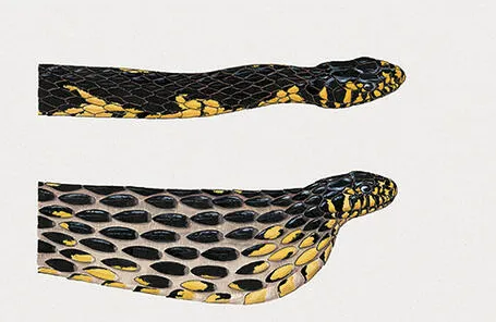 Cobra foi encontrada no berço do bebê.