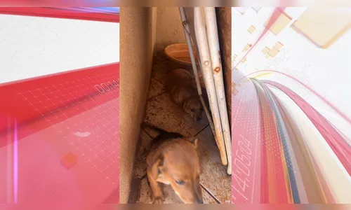 Sete cães em situação de abandono são resgatados em Arapongas